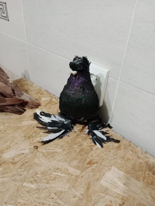 Продам   голубей