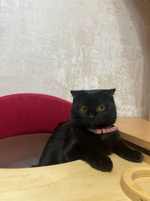 кошка (британец)