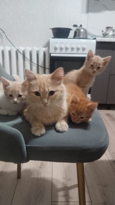 Отдам в добрые руки