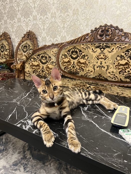 Bengal mushugi чистокровный