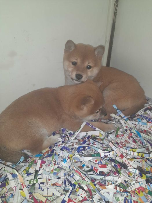 шиба ину- мъжки и женски  кученца