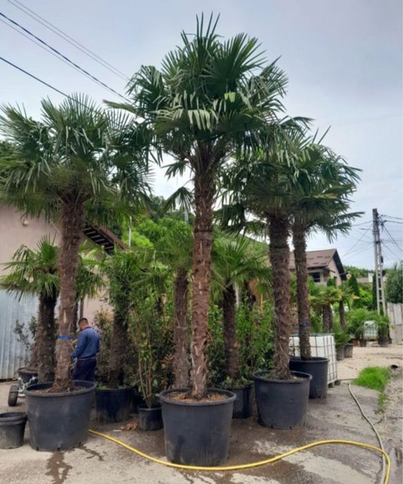 Palmieri deosebiti multitulpinari cu 2 cu 3 oriunde in tara