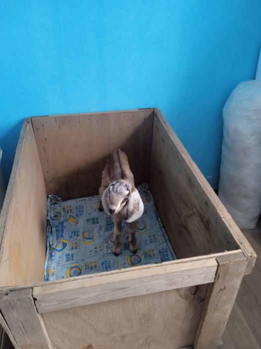 Продаётся козочка