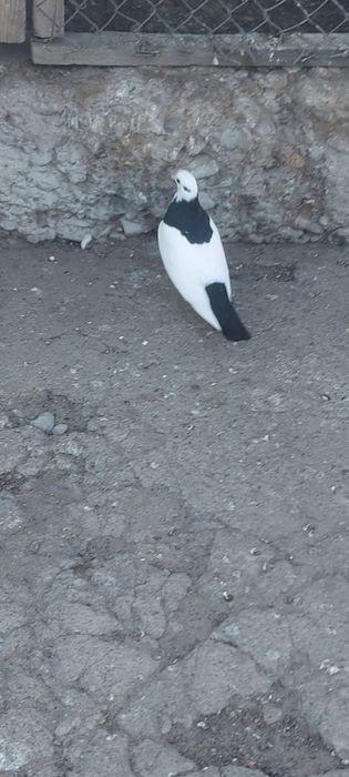 Чернашейка маладой самка