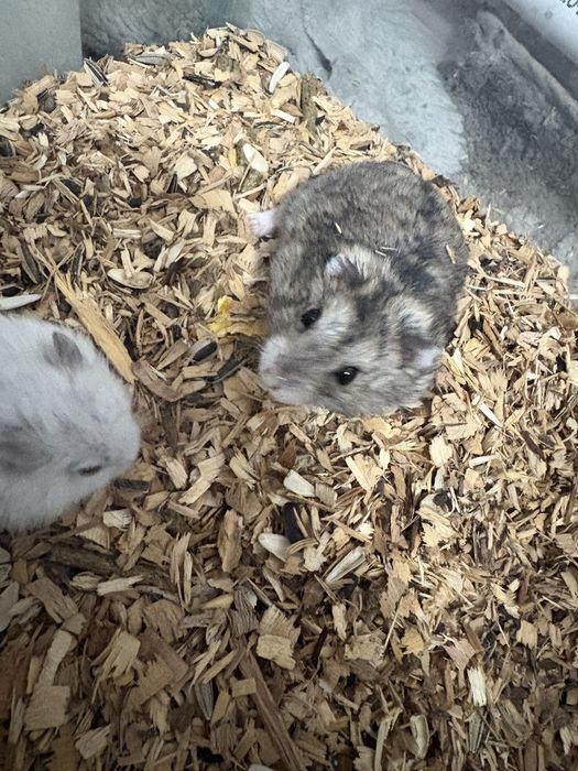 Donez hamsteri pitici URGENT