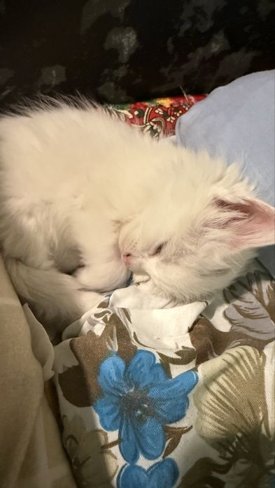 Девочка,кошка,в подарок отлично