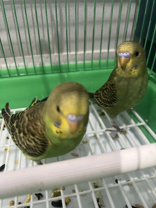 Попугай сатылады