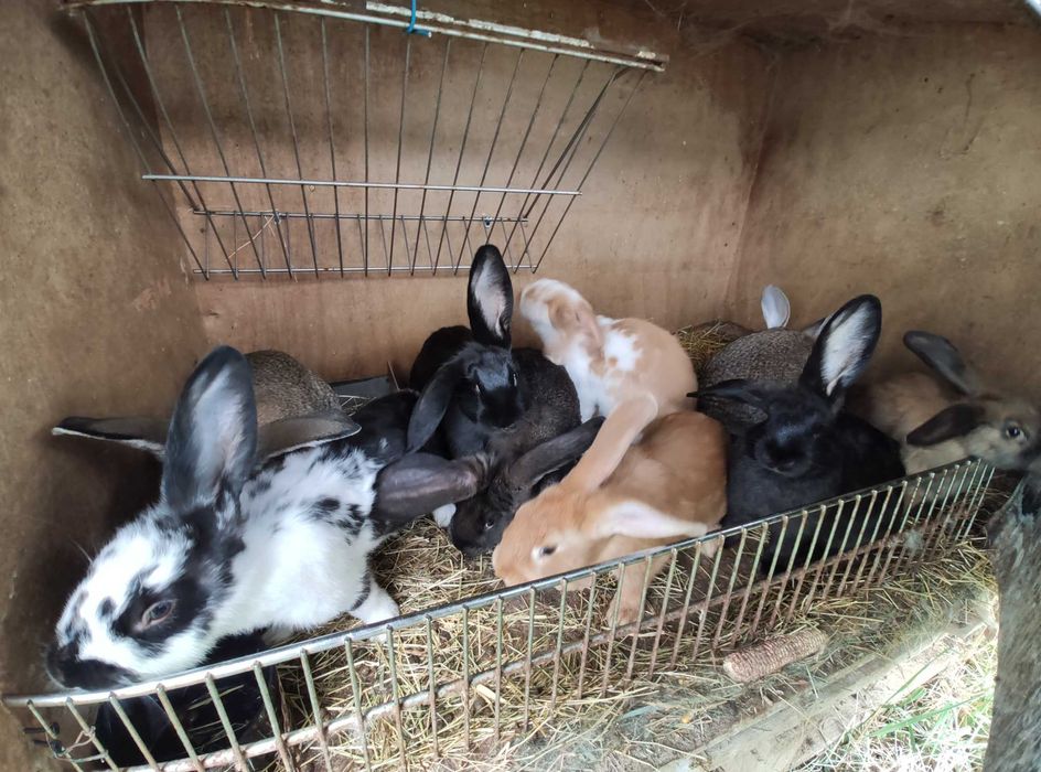 Super oferta : cei mai  buni iepuri la cele mai bune preturi