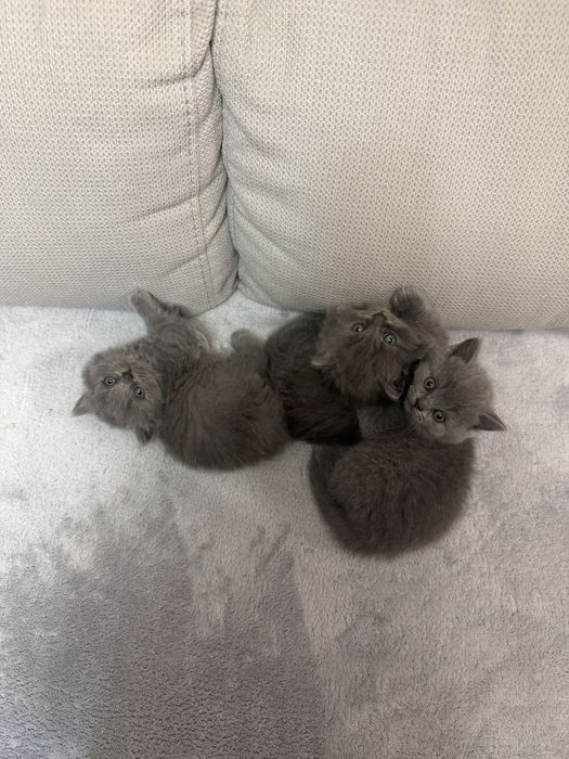 британски котета