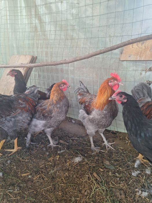 Cocosi  wyandotte  Marans  Araucana Crem legbar