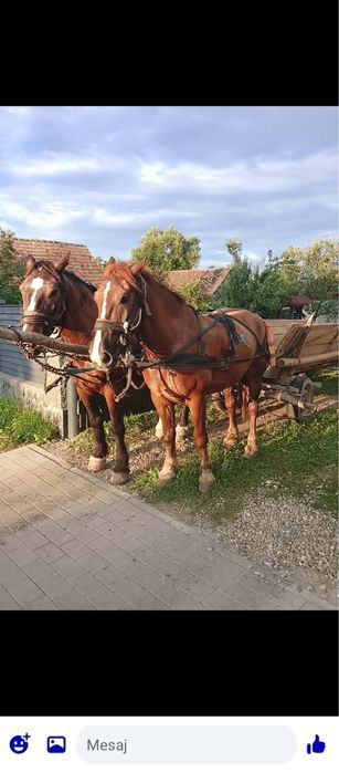 Vând cal de 5 ani