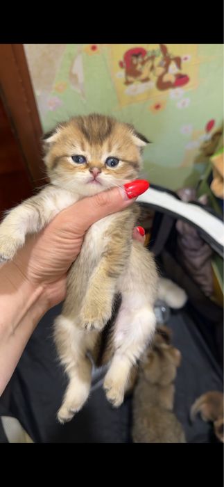 Фолд скоттиш мальчик джигит!