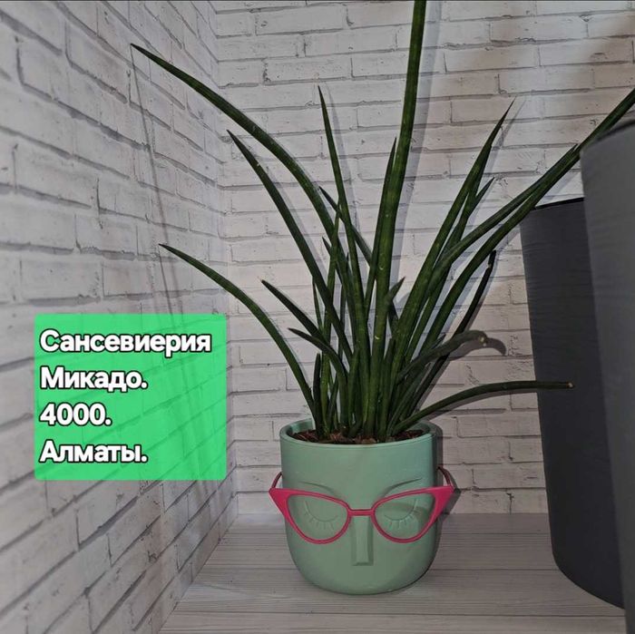 Сансевиерия Микадо в милом кашпо.