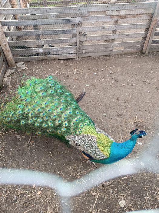 Familie pauni standard