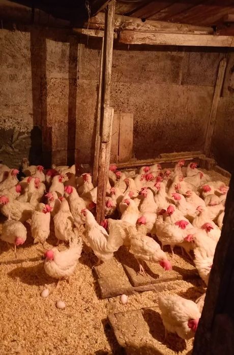 Ленгорн ыкуры несушки