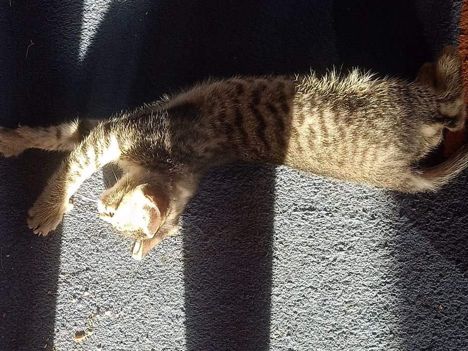 Отдам трёхмесячного котика.