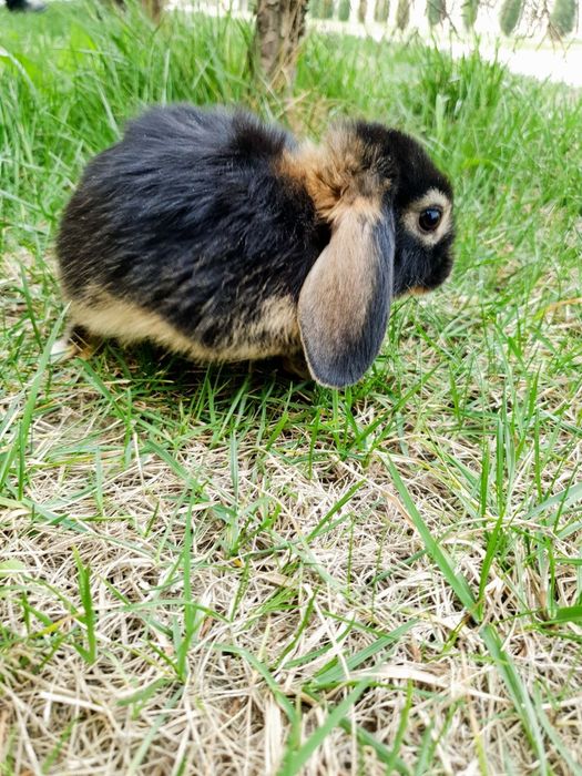 Zotdor quyonchalar sotiladi arzon narxlarda