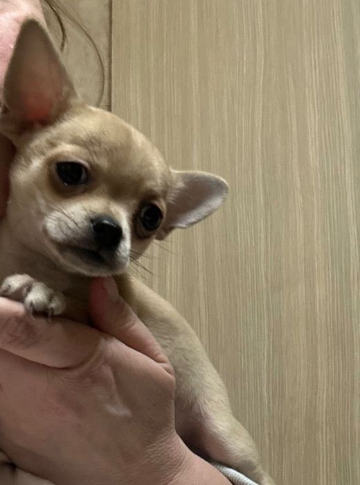 Топ Мини Чихуахуа Момиченце