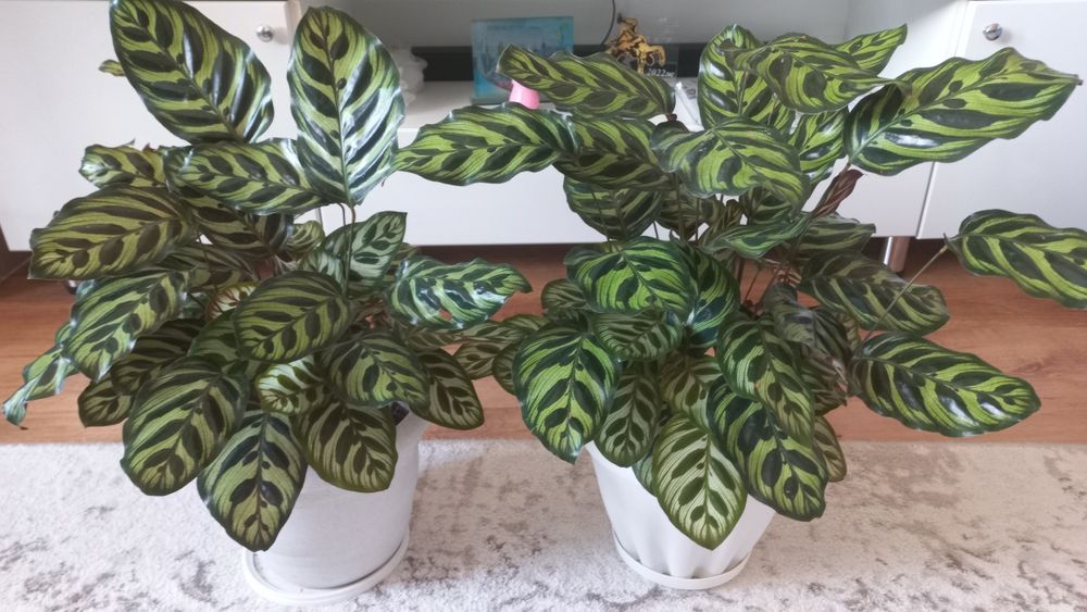 Продам адаптированный калатея маккоя.