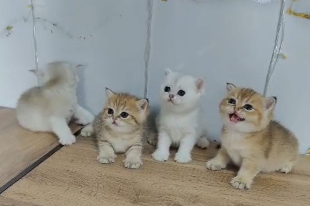 Котята разной породы