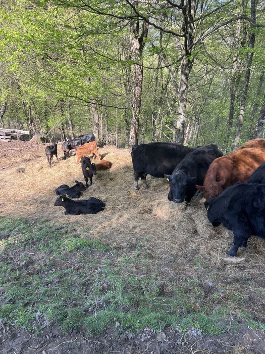 Vand 10 vițele Black Angus