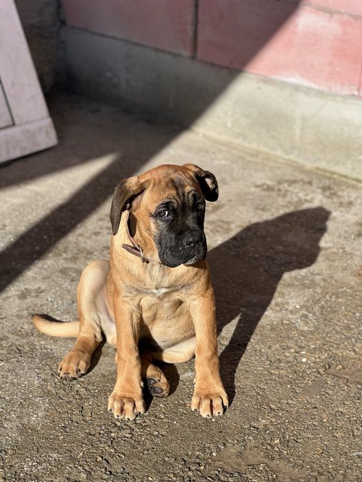 Кане Корсо.