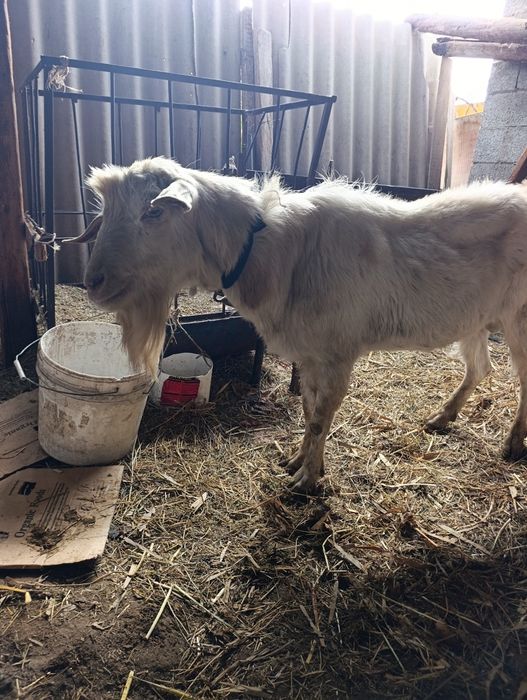 Вакуумдық сорғы бар хардкор BDSM