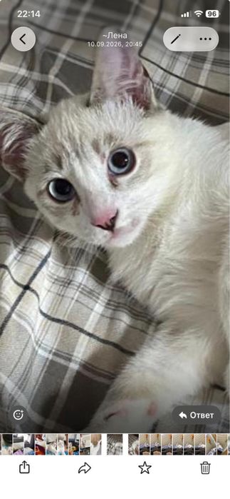 Котёнок, мальчик, ищет доброго хозяина