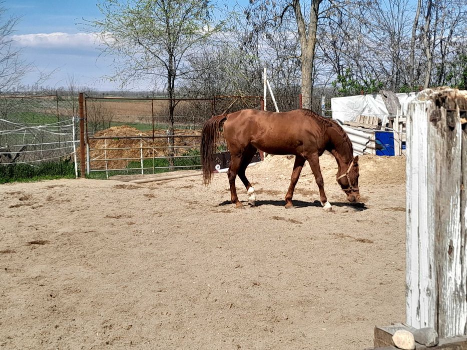 Pur sange arab armasar