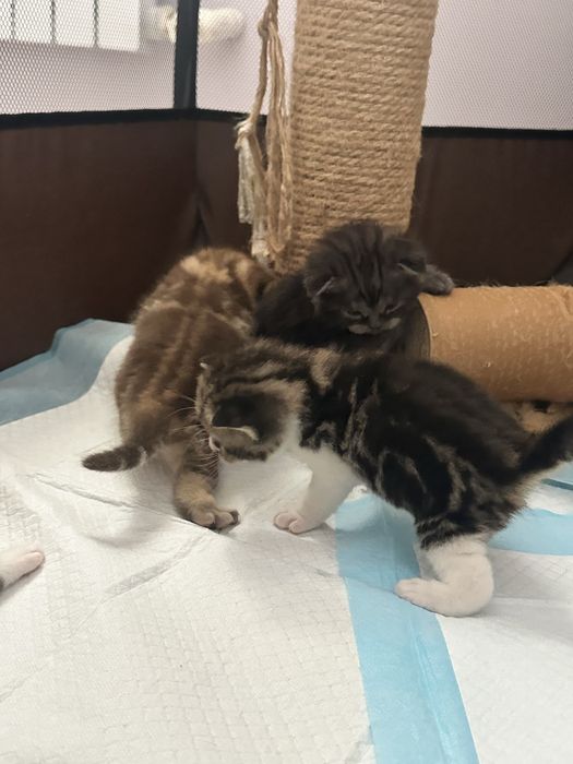 Шотландские котяты
