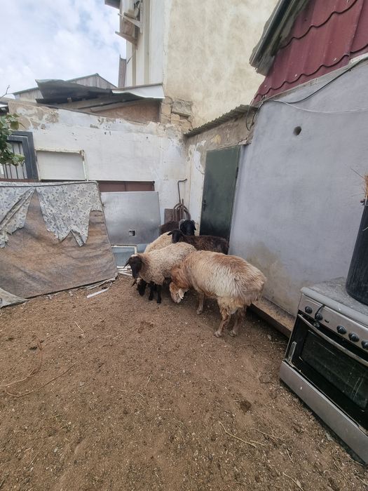 Қойлар,қошқарлар сатылады