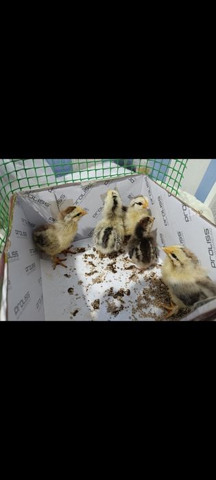 Продаю недельных циплят