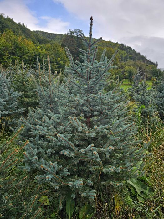 Brad argintiu cu balot de pamant