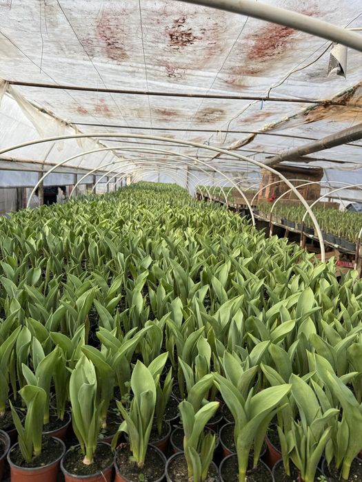 Zambile si Lalele ghiveci