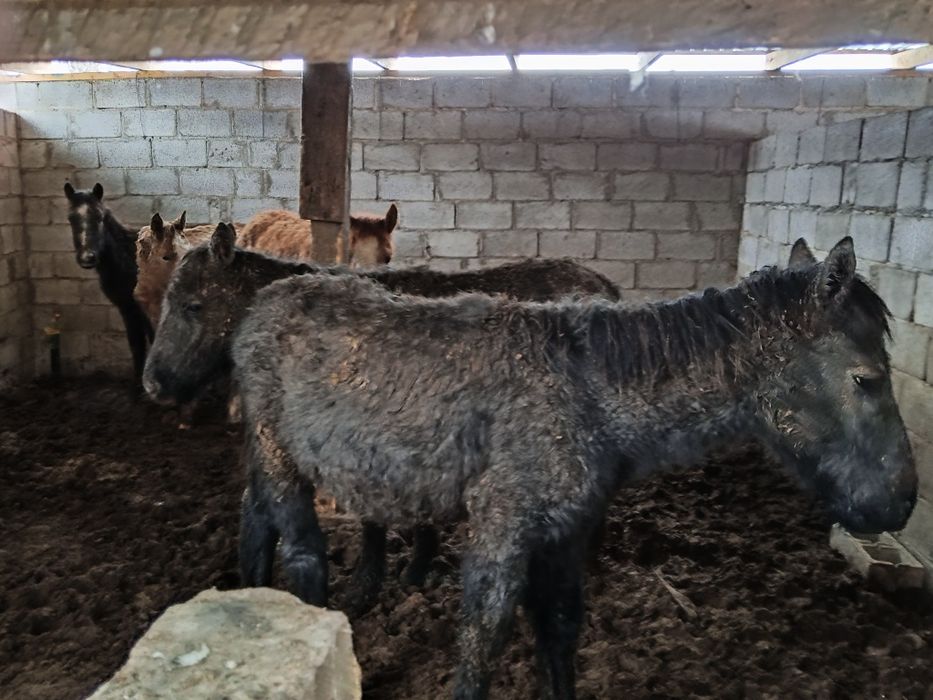 Лошади тай жабагы