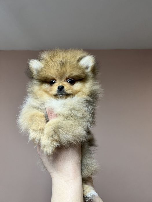 Сладки  Померанчета