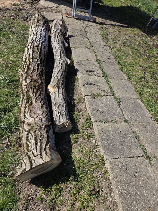 Copac buștean de nuc