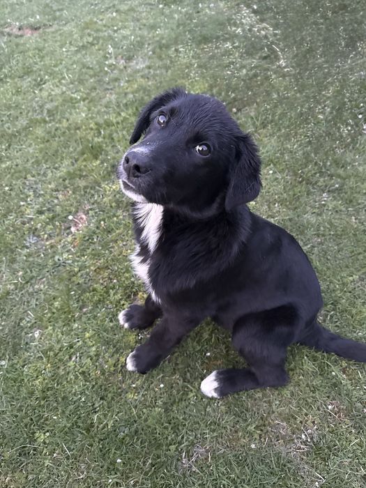 ПРЕКРАСНИ КУЧЕНЦА на около 6 месеца.