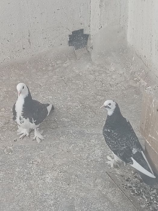 Продам двух молодых голубей.