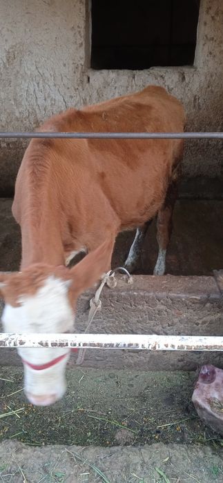 Parodali buzoqlar sotiladi