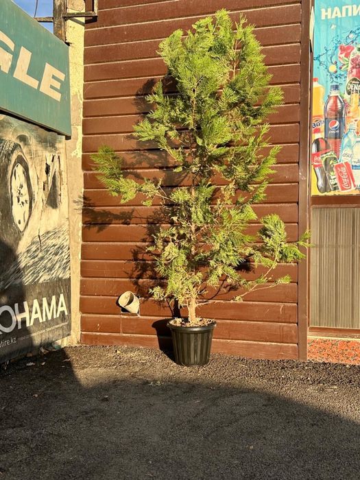 Елка туя кубанская