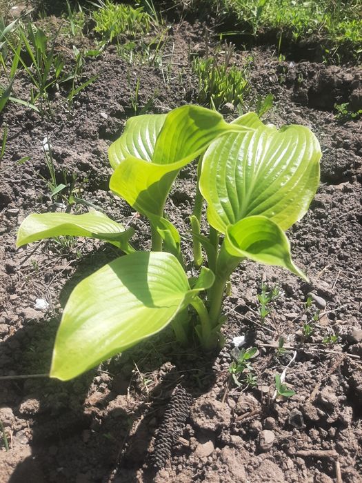 Смородина куст(4)  продам