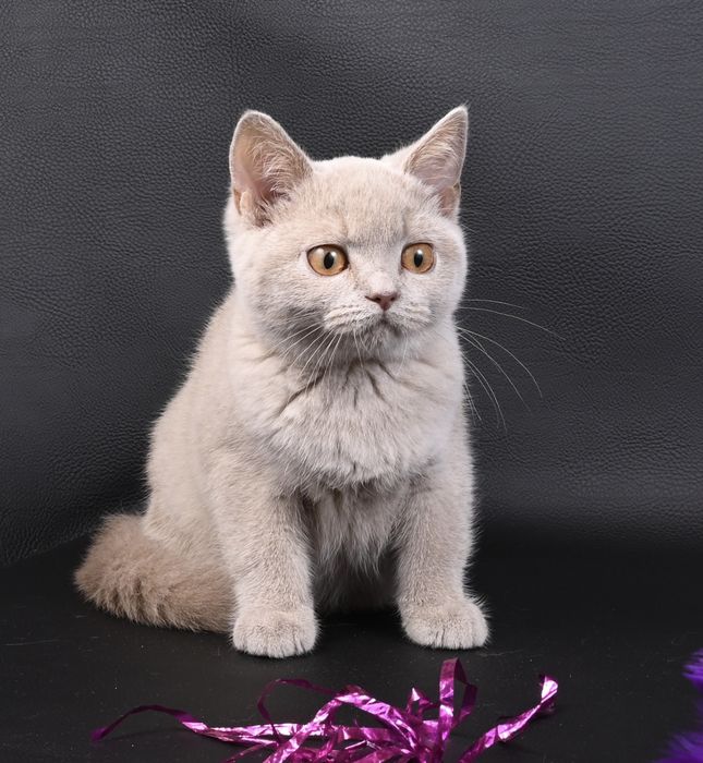 Pisoi British Shorthair colour fawn cu pedigree