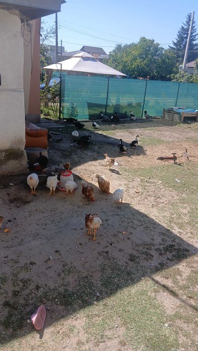 Animale domestice