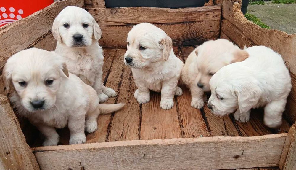 Голдън ретривър мъжки и женски