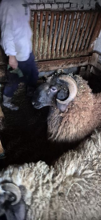 Коч само за ценители