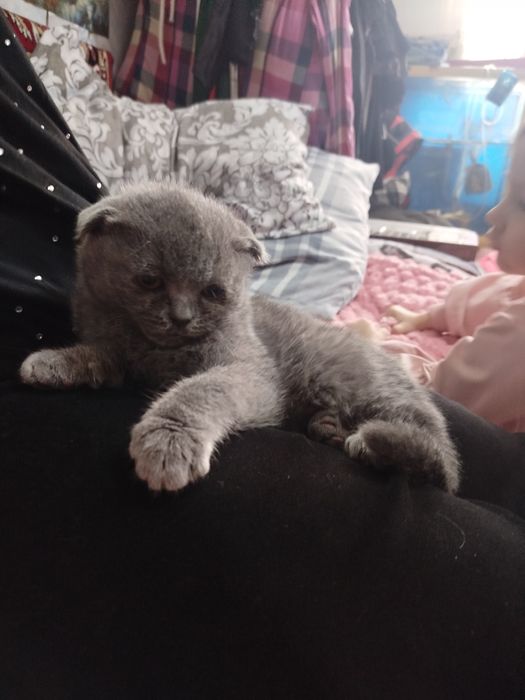 Катенок  девочка 2 месяца