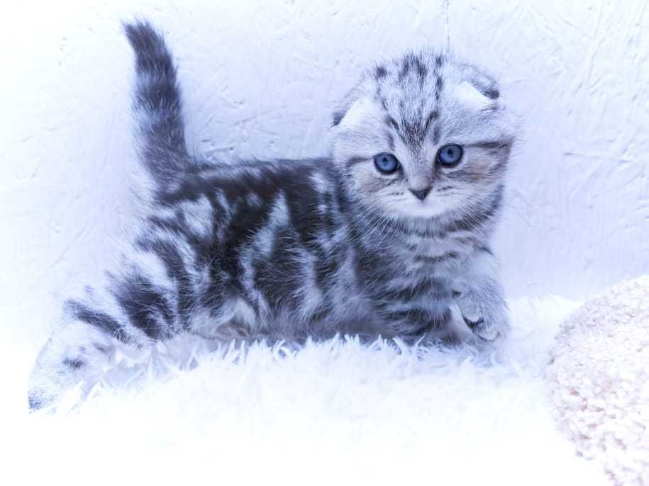 вислоухие  девули.пареньки.