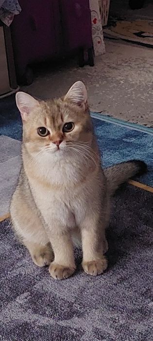 Кот британец на вязку