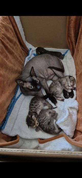 Ofer spre adoptie 3 motani si 1 pisica